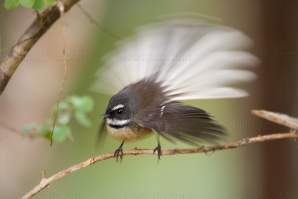 New Zealand Fantail (R. f. fuliginosa)