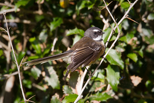 New Zealand Fantail Image @ Kiwifoto.com