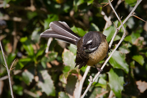 New Zealand Fantail Photo @ Kiwifoto.com