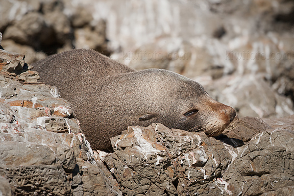 New Zealand Fur Seal Image @ Kiwifoto.com