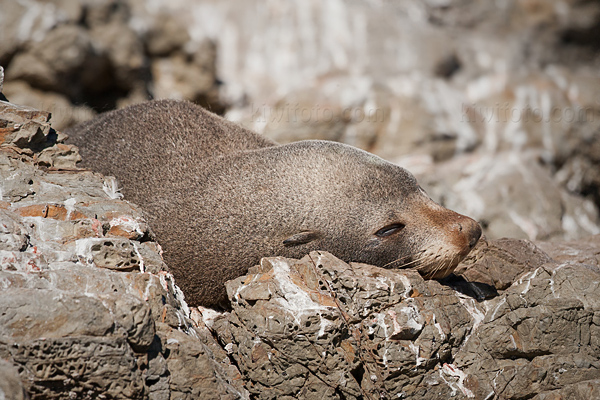 New Zealand Fur Seal Picture @ Kiwifoto.com