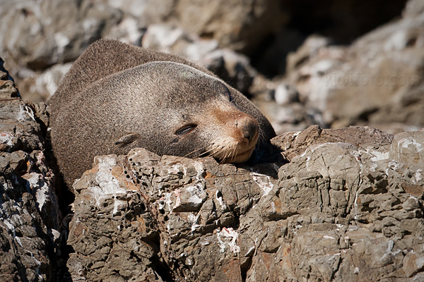 New Zealand Fur Seal Image @ Kiwifoto.com