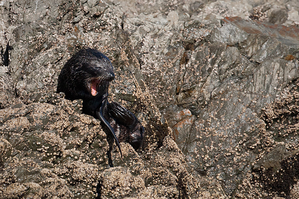 New Zealand Fur Seal Image @ Kiwifoto.com