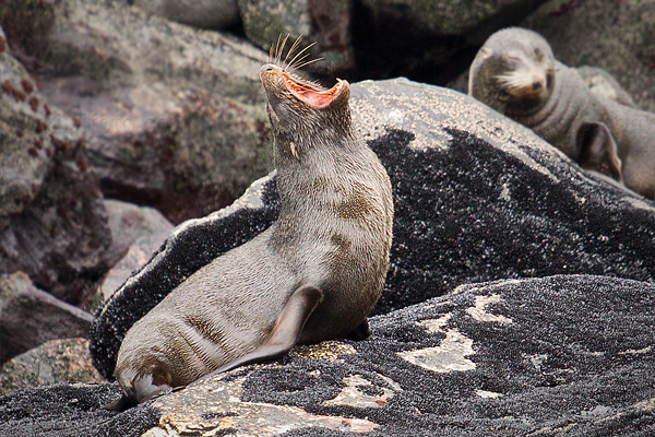 New Zealand Fur Seal Image @ Kiwifoto.com