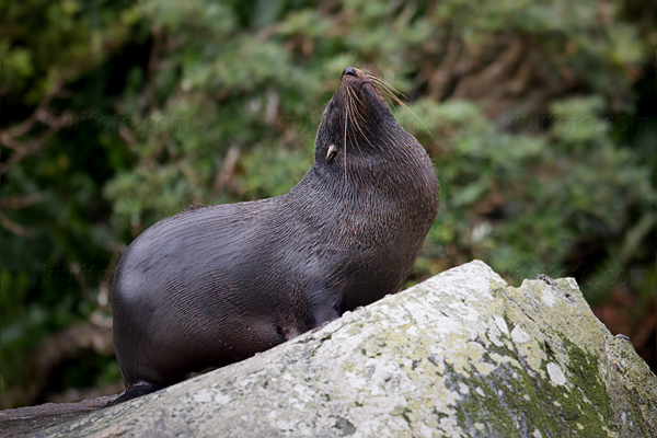 New Zealand Fur Seal Picture @ Kiwifoto.com