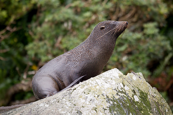 New Zealand Fur Seal Picture @ Kiwifoto.com