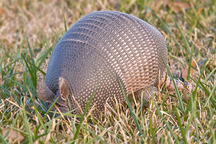 Nine-banded Armadillo Photo @ Kiwifoto.com