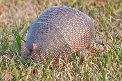 Nine-banded Armadillo Picture @ Kiwifoto.com