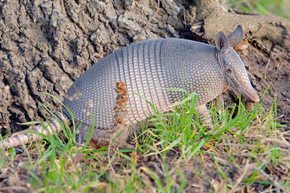 Nine-banded Armadillo Picture @ Kiwifoto.com