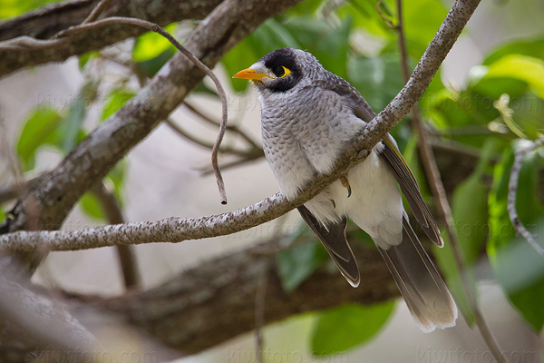 Noisy Miner Picture @ Kiwifoto.com