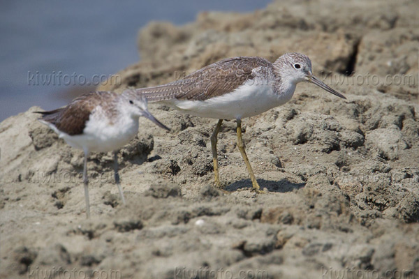 Nordmanns Greenshank