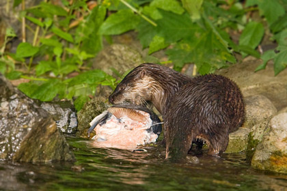 North American River Otter Image @ Kiwifoto.com