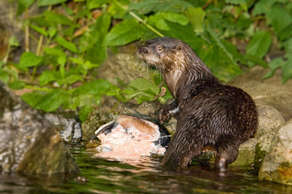 North American River Otter Photo @ Kiwifoto.com