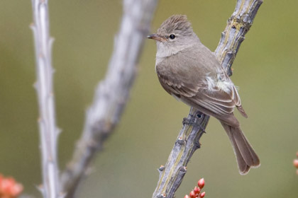 Northern Beardless-Tyrannulet Picture @ Kiwifoto.com