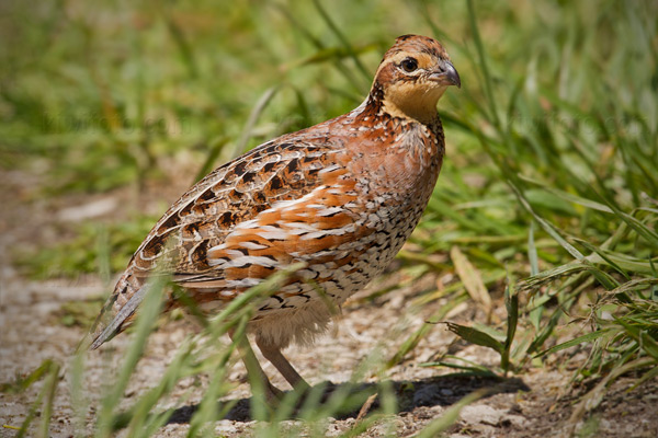 Northern Bobwhite Photo @ Kiwifoto.com