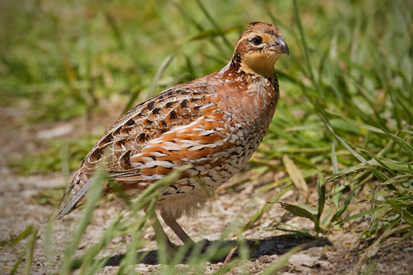 Northern Bobwhite Picture @ Kiwifoto.com