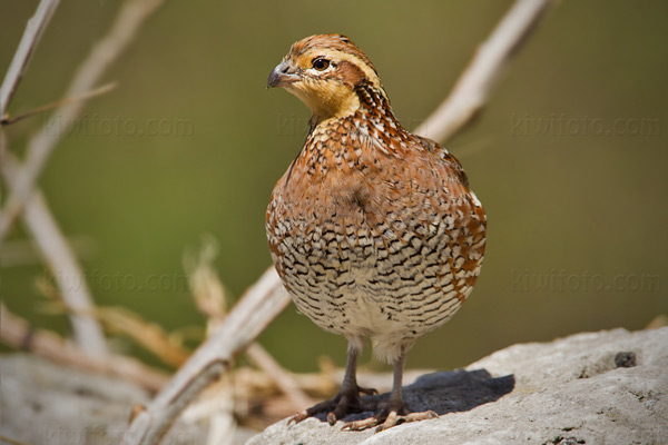 Northern Bobwhite Image @ Kiwifoto.com