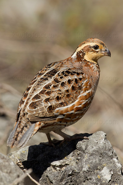 Northern Bobwhite Photo @ Kiwifoto.com