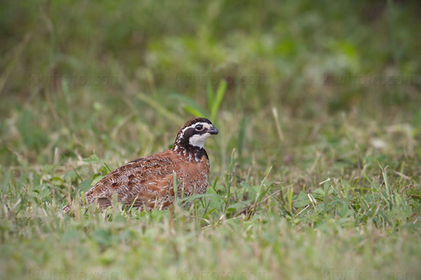 Northern Bobwhite