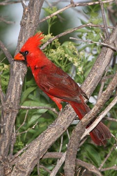 Northern Cardinal Image @ Kiwifoto.com