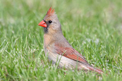 Northern Cardinal Image @ Kiwifoto.com