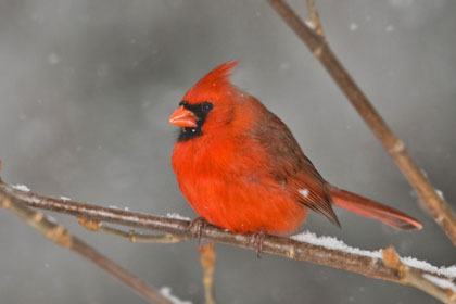 Northern Cardinal Image @ Kiwifoto.com