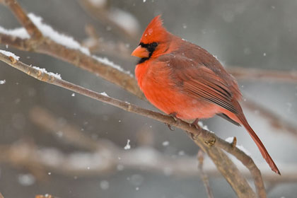 Northern Cardinal