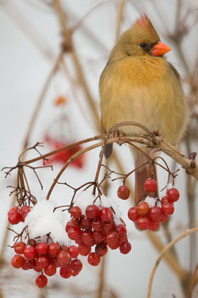 Northern Cardinal Picture @ Kiwifoto.com