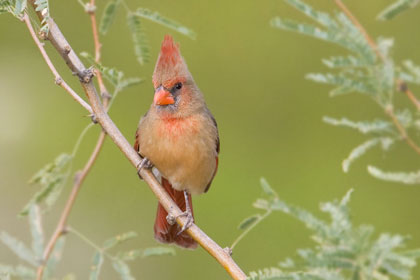 Northern Cardinal Picture @ Kiwifoto.com