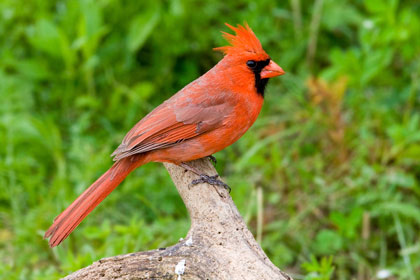 Northern Cardinal Image @ Kiwifoto.com