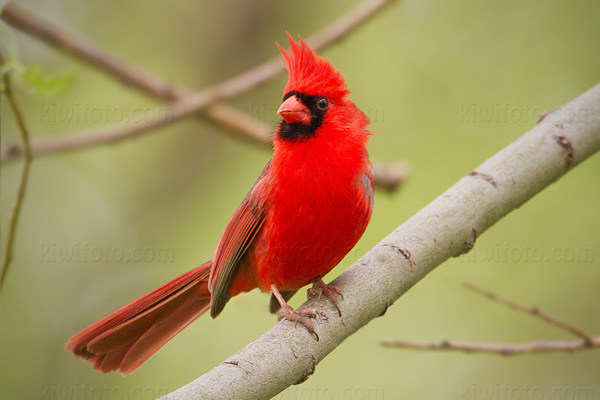 Northern Cardinal Picture @ Kiwifoto.com