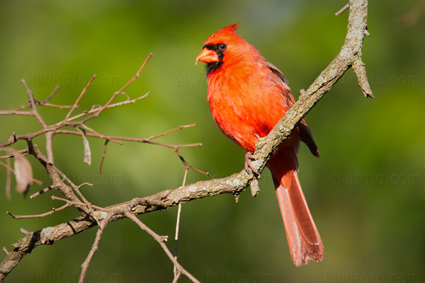 Northern Cardinal Image @ Kiwifoto.com