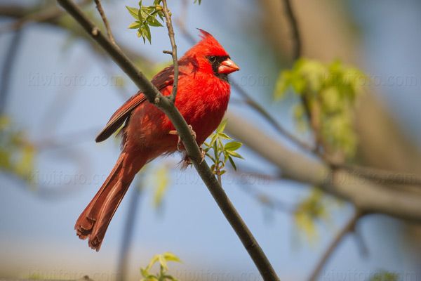 Northern Cardinal Picture @ Kiwifoto.com