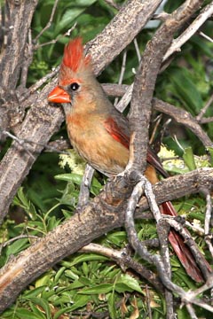 Northern Cardinal Picture @ Kiwifoto.com