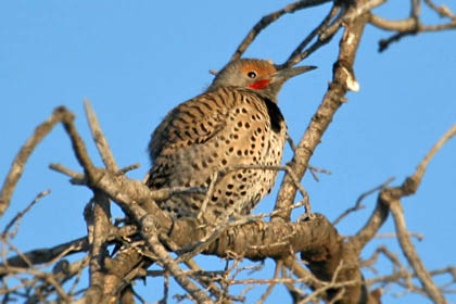 Northern Flicker (Yellow-shafted Photo)