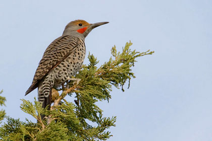 Northern Flicker Image @ Kiwifoto.com