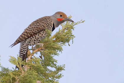 Northern Flicker Photo @ Kiwifoto.com