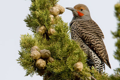 Northern Flicker Image @ Kiwifoto.com