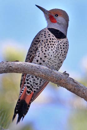 Northern Flicker (Red-shafted Photo)