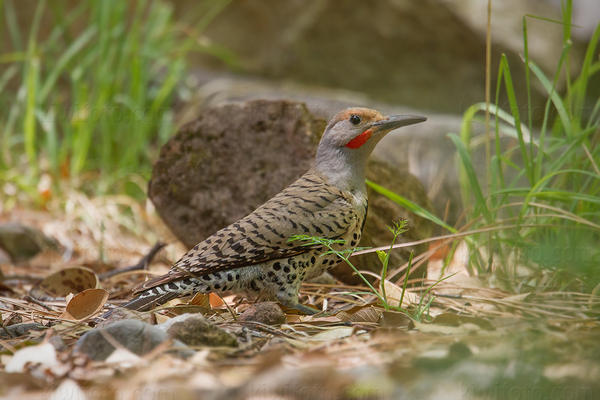 Northern Flicker Image @ Kiwifoto.com