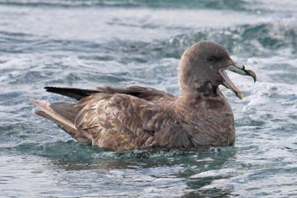 Northern Fulmar Image @ Kiwifoto.com