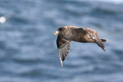 Northern Fulmar Picture @ Kiwifoto.com