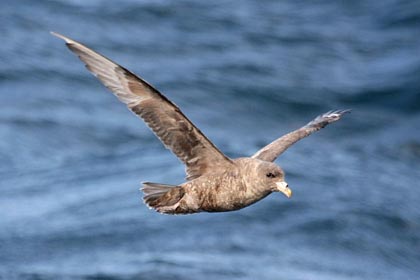 Northern Fulmar Picture @ Kiwifoto.com