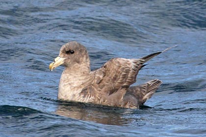 Northern Fulmar Image @ Kiwifoto.com
