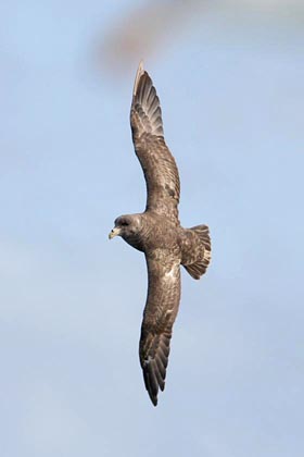 Northern Fulmar Picture @ Kiwifoto.com