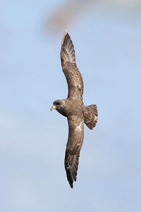 Northern Fulmar Image @ Kiwifoto.com