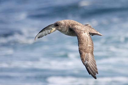 Northern Fulmar Photo @ Kiwifoto.com