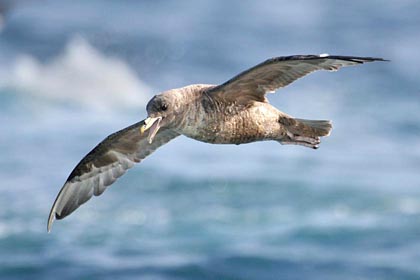 Northern Fulmar Photo @ Kiwifoto.com