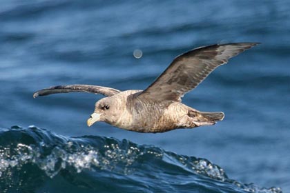 Northern Fulmar Photo @ Kiwifoto.com