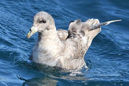 Northern Fulmar Picture @ Kiwifoto.com